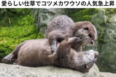 仕草が愛らしいうえに飼育コストがラッコより低く集客もばっちりなコツメカワウソ