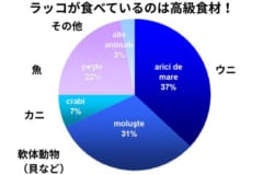 圧倒的にウニが多いのはジャイアントケルプの生えている海にいるせいか？