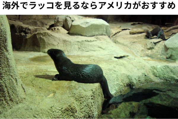 アメリカのモントレー・ベイ水族館なら野生のラッコも見られるかも