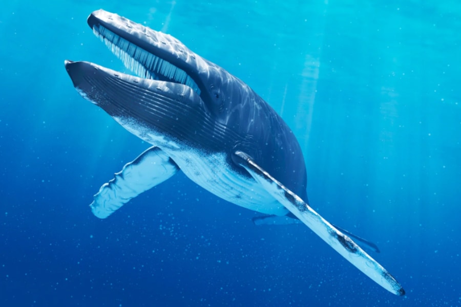 【音響ステルス】シャチに聞こえない周波数で歌うクジラを発見！