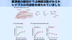 脳の一部を凍らせて1週間後に蘇生することに成功！