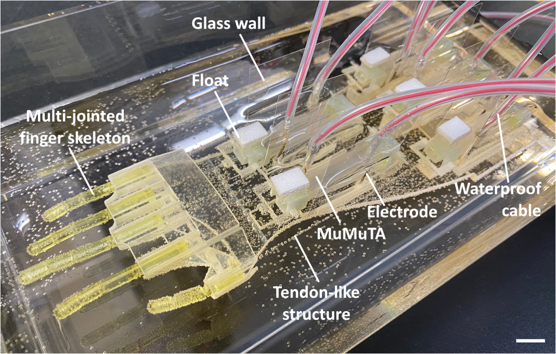 人間の筋肉を使ったロボットハンドを開発