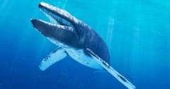 【音響ステルス】シャチに聞こえない周波数で歌うクジラを発見！の画像 1/3