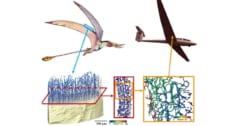 「翼竜の骨」に秘められた特殊構造が明らかに！軽くて丈夫な航空機開発に役立つ！の画像 1/3