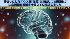 脳の一部を凍らせて1週間後に蘇生することに成功！