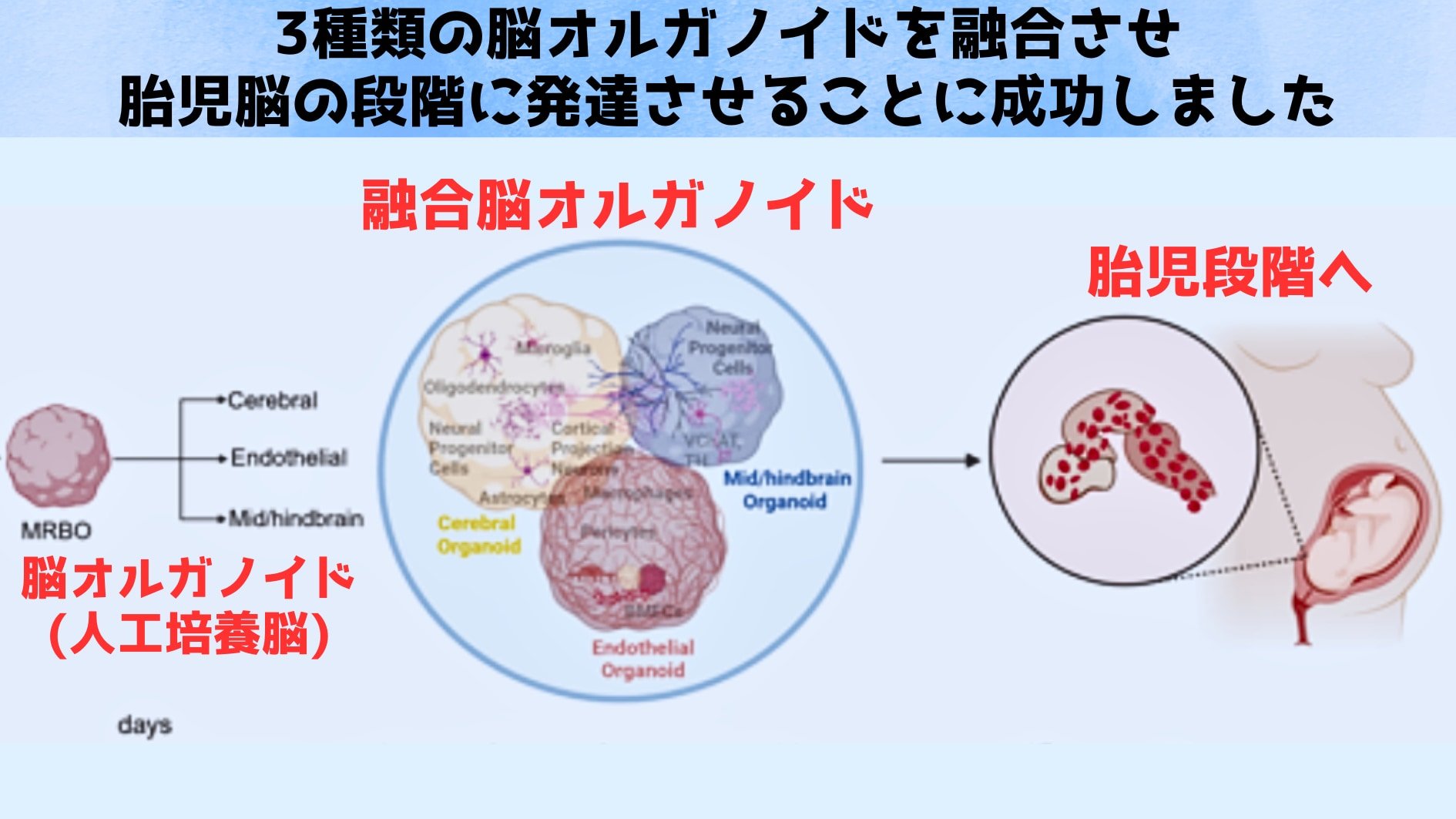 培養皿で育つ人間の融合脳が胎児の段階に到達