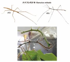 ナナフシのオスはもはや不要⁈ 交尾しても「オスの遺伝子が受け継がれない」と判明の画像 2/4