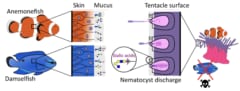 【100年の謎を解明！】クマノミが宿主イソギンチャクに刺されない理由の画像 3/4