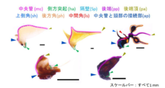 面白すぎるツノゼミの世界！多彩な「ツノ」の秘密を大調査の画像 5/5