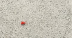 コンクリートでよく見かける赤い虫が「まっ赤な理由」を解説の画像 1/4