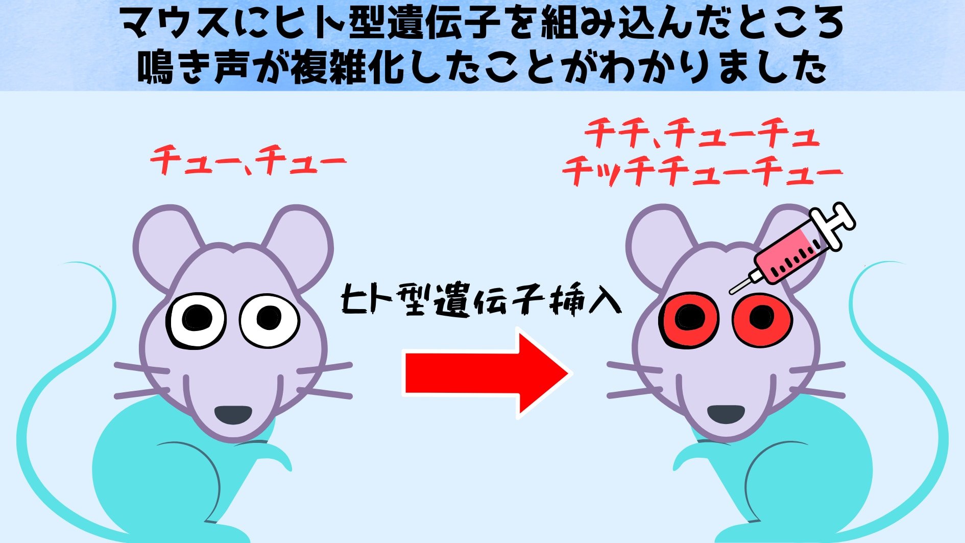 ヒト型遺伝子を組み込んだらマウスの鳴き声が複雑化した