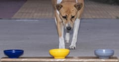 犬にも強く惹かれる「好きな色」があると判明の画像 1/3