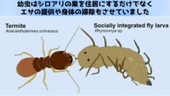 妙に可愛い……シロアリを騙すために「お尻に顔」を持つ幼虫