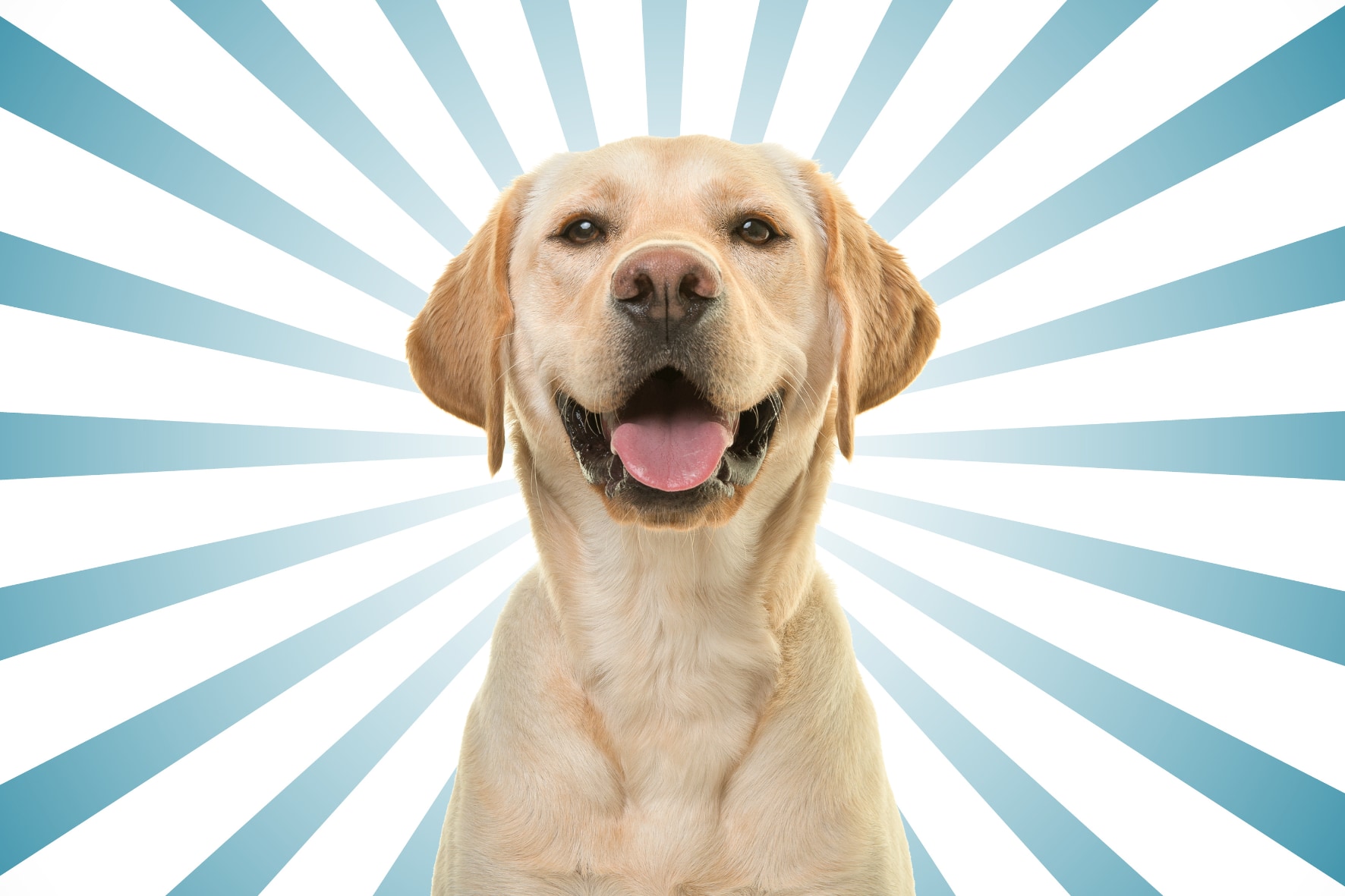 犬の「まばたき」に絆を深める効果があると判明
