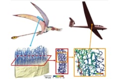 「翼竜の骨」に秘められた特殊構造が明らかに！軽くて丈夫な航空機開発に役立つ！の画像 3/3