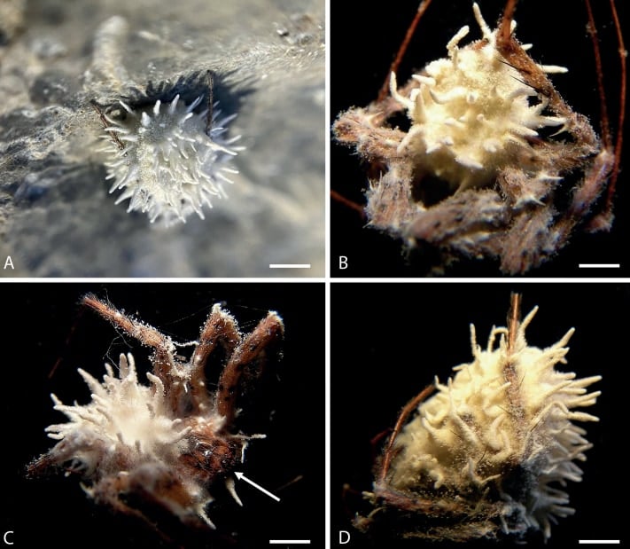 クモを乗っ取る新種の「ゾンビ菌」がアイルランドの洞窟で発見されるの画像 4/4