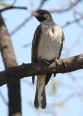 鳥と協力して蜂の巣を見つける「蜂蜜ハンター族」がいるの画像 2/4