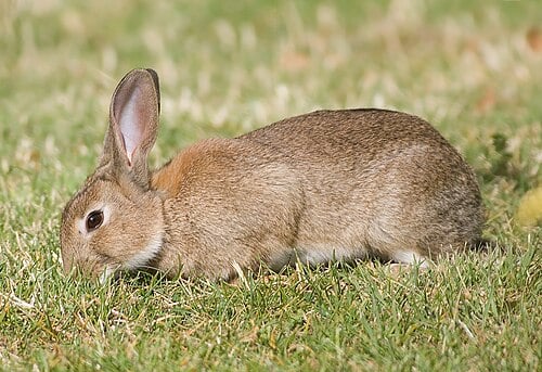 ウサギは「自分の歯」を食べてカルシウムを摂取していた！の画像 2/3