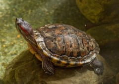 【世界初】ミシシッピアカミミガメが鳥を捕食する衝撃の瞬間が記録される！の画像 2/3