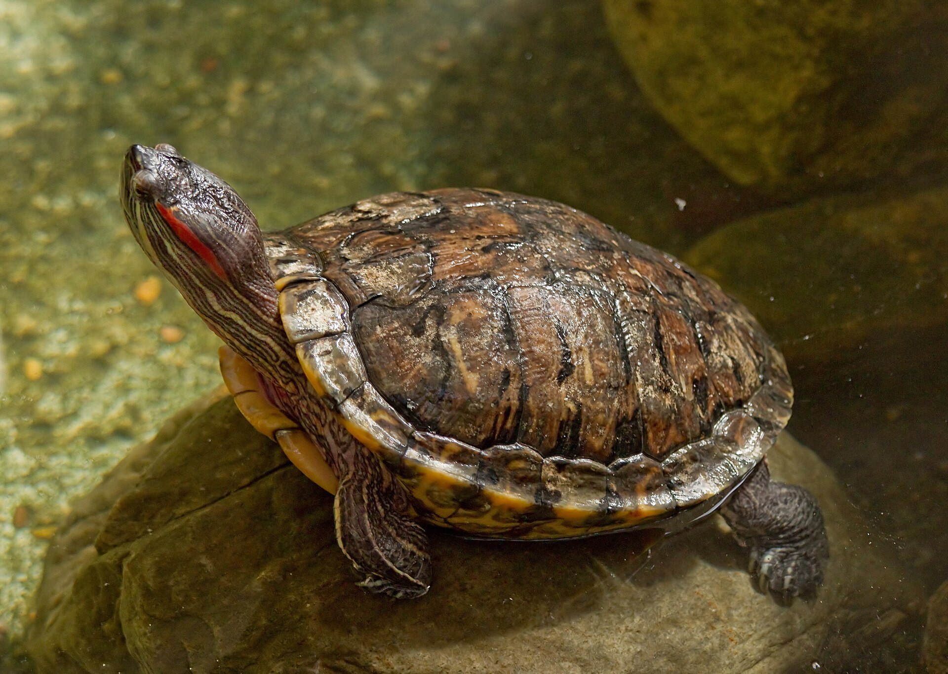 【世界初】ミシシッピアカミミガメが鳥を捕食する衝撃の瞬間が記録される！の画像 2/3