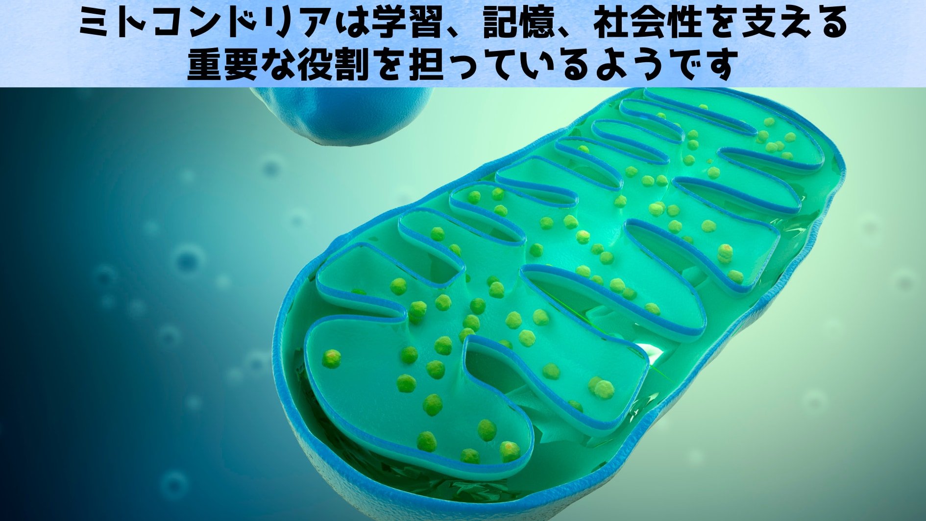 ミトコンドリアは学習、記憶、社会性を支えていた