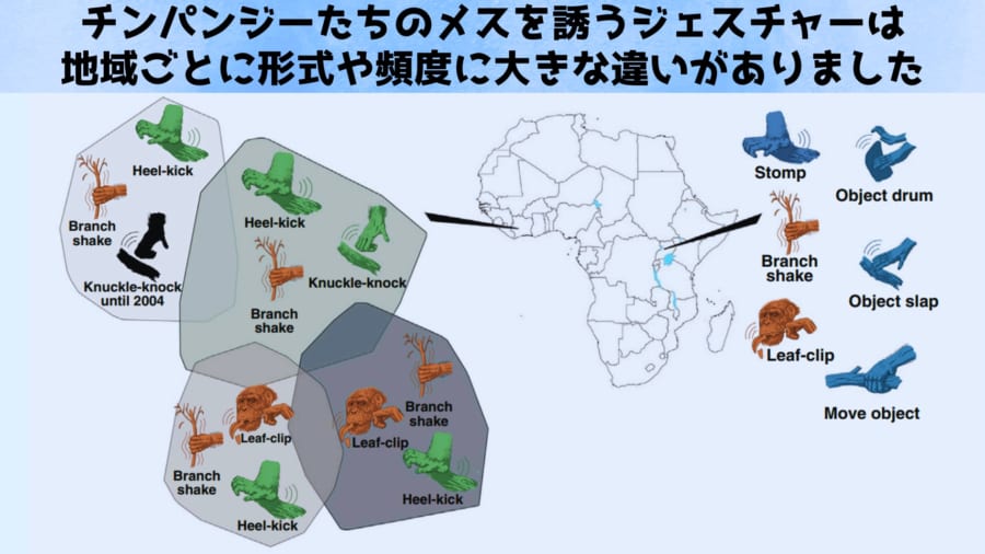 チンパンジーの雄は交尾したいときに秘密のジェスチャーで雌を誘う