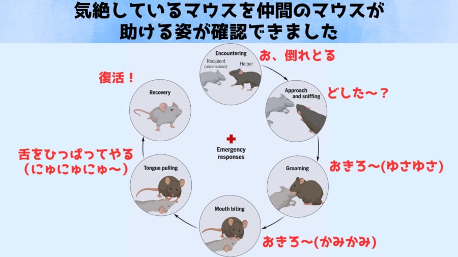 マウスも意識を失った仲間に「救命処置」を施すと判明