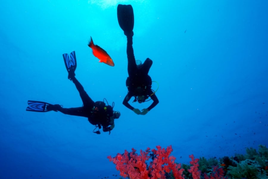 「あ、餌くれる人だ」魚も個々の人間を見分けられると判明！の画像 2/4