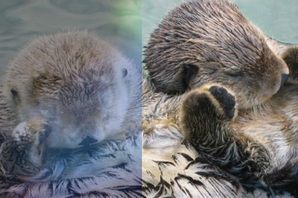 【残念過ぎる現実】日本の水族館からラッコが消える日が近い