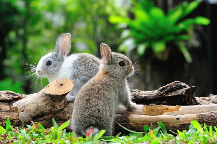 ウサギは「自分の歯」を食べてカルシウムを摂取していた！