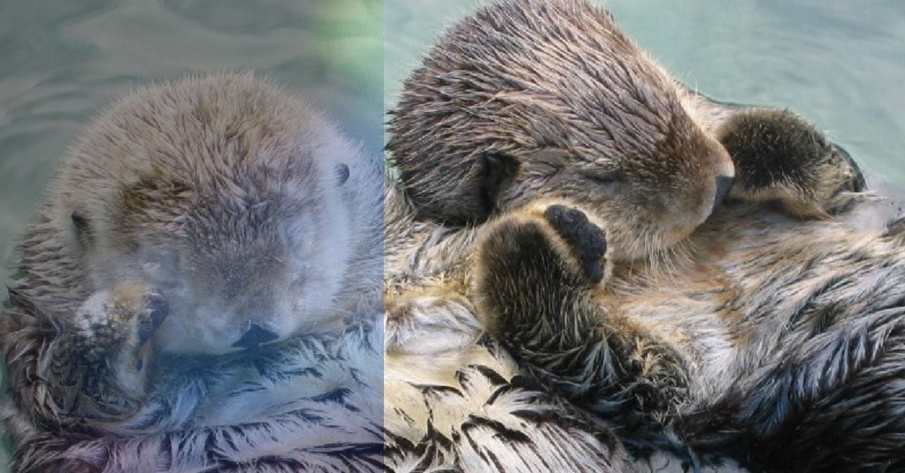 日本の水族館に残っているラッコはメスの2頭のみ