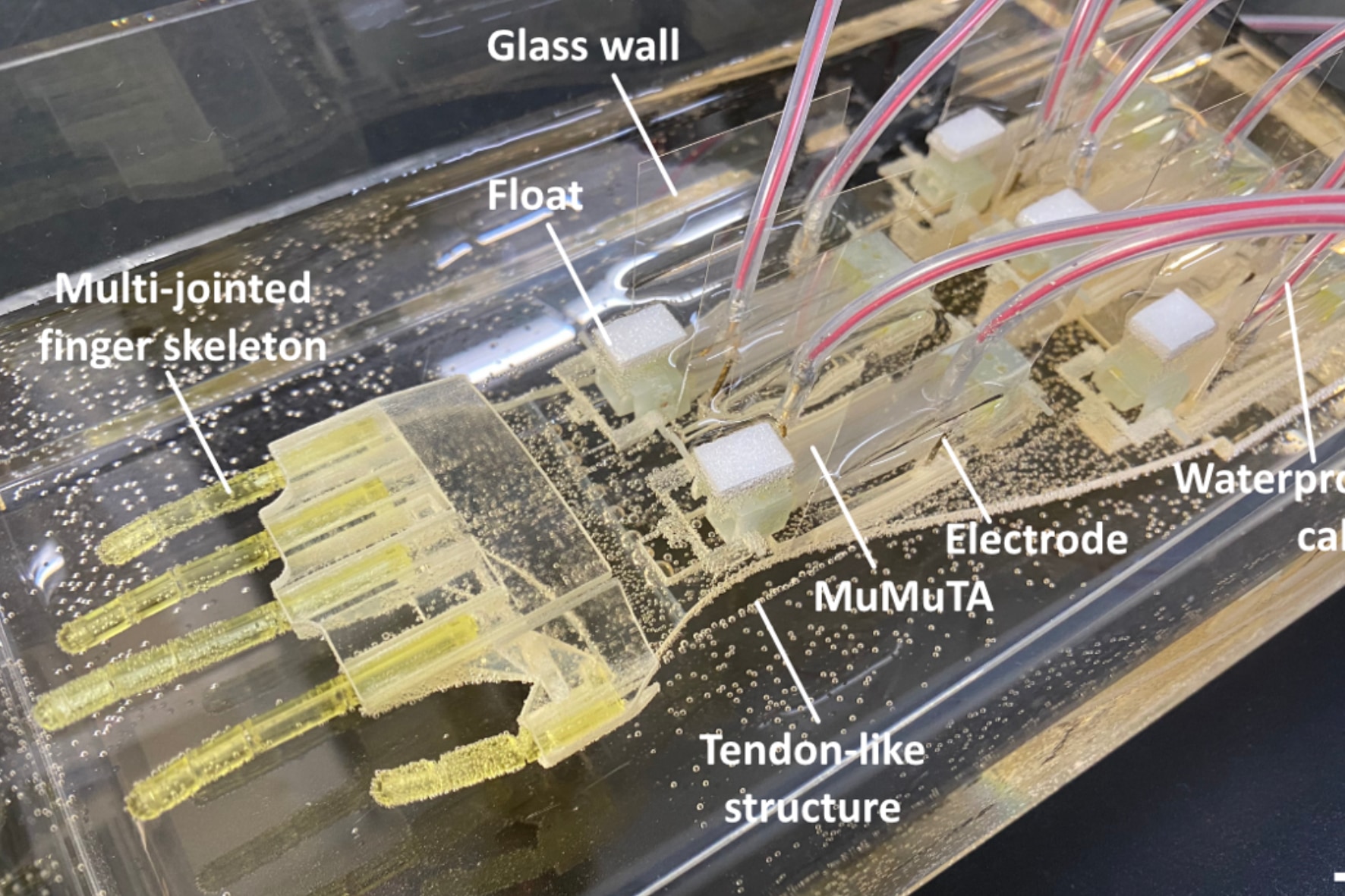 人間の筋肉を使ったロボットハンドを開発