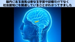 ミトコンドリアは学習、記憶、社会性を支えていた