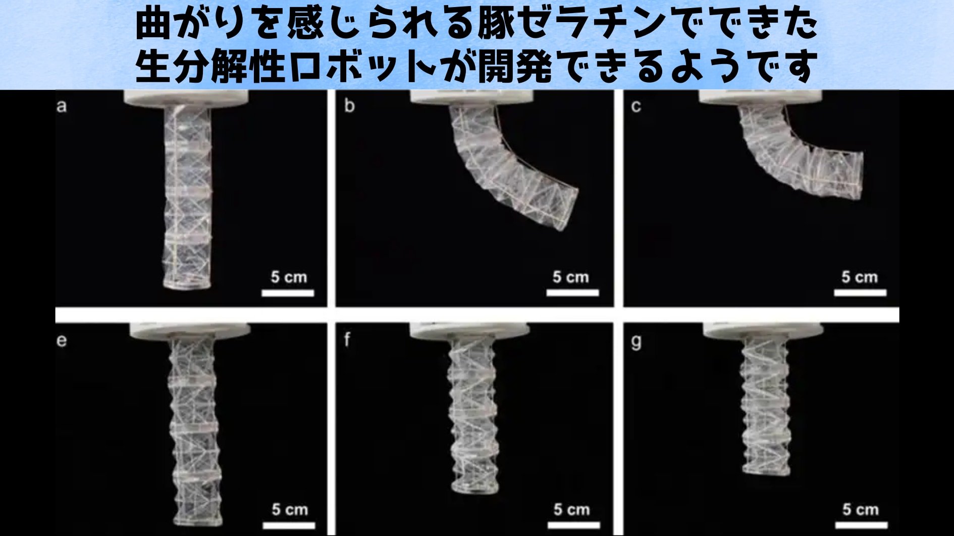 感じる豚ゼラチンでできた生分解性ロボットを開発