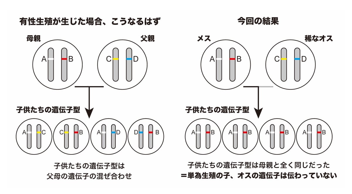 ナナフシのオスはもはや不要⁈ 交尾しても「オスの遺伝子が受け継がれない」と判明の画像 3/4