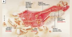 現生人類とネアンデルタールの「混血児」、あり得ない生存年代が判明⁈の画像 1/4