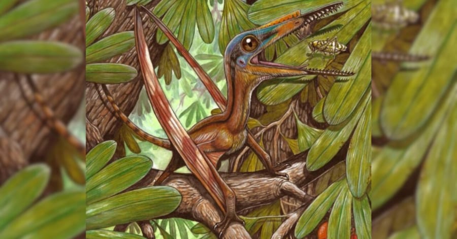 翼竜 化石 [PT15] コロボリンクス 恐竜の歯 希少 レア ランフォ