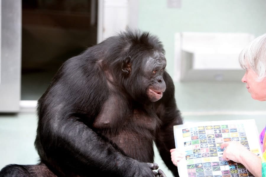 天才ボノボ「カンジ」が44歳で死去、生前の天才エピソードが凄かった