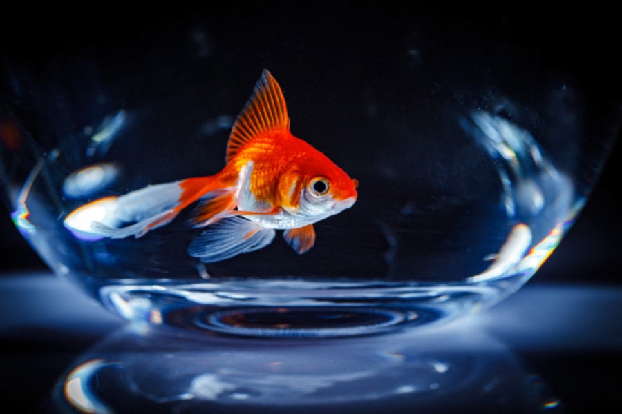 金魚は野生に放つとモンスター化する