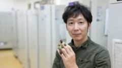 「セミはなぜ何年も土の中で過ごすのか？」昆虫の特殊な進化の裏に潜む秘密【ナゾロジー×産総研　未解明のナゾに挑む研究者たち】の画像 1/6