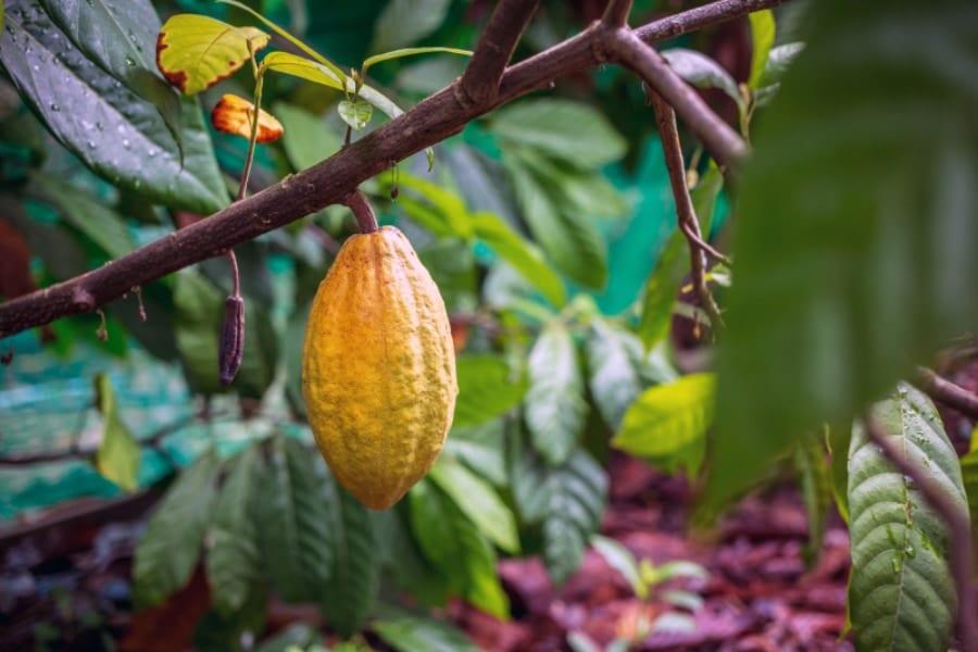 チョコ好きな人類によって、とある巨大甲虫が絶滅の危機に瀕していた