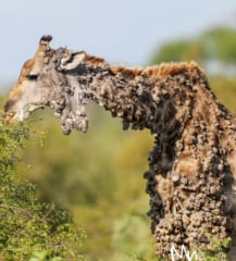 【閲覧注意】体中が”コブだらけ”の奇妙なキリンが発見されるの画像 3/4