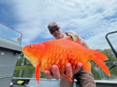 金魚を野生に放してはいけない理由、 専門家「モンスター化します」の画像 2/3