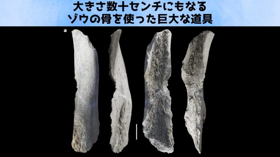 【衝撃】150万年前に骨の道具文化が芽吹いていた