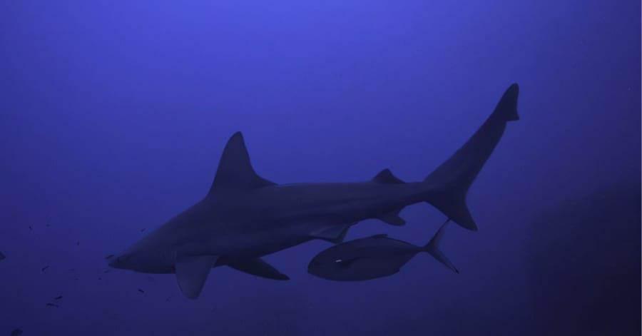 鮫の威を借る魚？】サメを盾にして獲物に接近する魚を発見！ - ナゾロジー