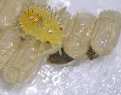 「セミはなぜ何年も土の中で過ごすのか？」昆虫の特殊な進化の裏に潜む秘密【ナゾロジー×産総研　未解明のナゾに挑む研究者たち】の画像 5/6