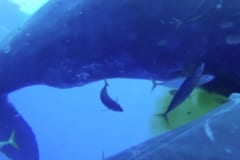 クジラの「おしっこ」が何千キロにも渡って海を健康にしていたの画像 3/4