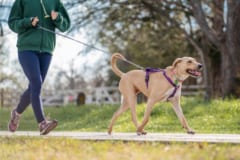 【飼い主に似た？】人間とラブラドールは同じ「肥満になりやすい遺伝子」を持っているの画像 3/3