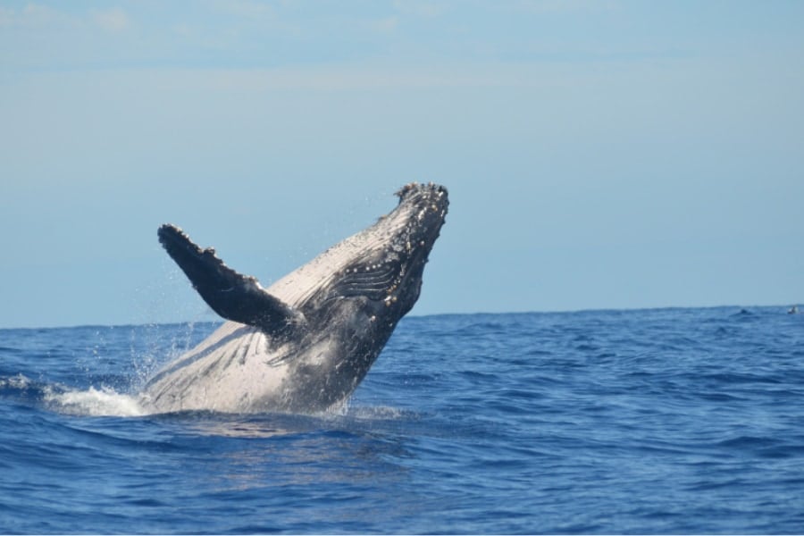 クジラの「おしっこ」が何千キロにも渡って海を健康にしていたの画像 4/4