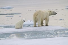 ホッキョクグマの赤ちゃんが初めて巣穴から出た！成長と巣立ちの貴重な記録を公開の画像 5/5